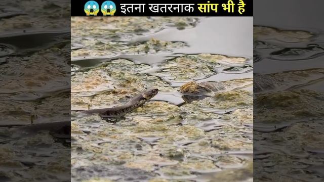 danger mor then cobra | Snake | Animal | World | sea | fact | viral facts | #shorts смотреть онлайн