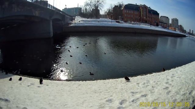 Уточки на реке. смотреть онлайн