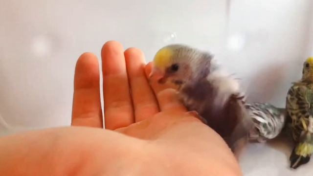 НОВЫЕ МАЛЫШИ!! НОВЫЕ ТАЛАНТЫ!! МАЛЮСЬКИ)) смотреть онлайн