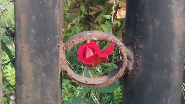 У Берез и Сосен.. смотреть онлайн