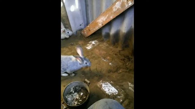 Породы кроликов смотреть онлайн