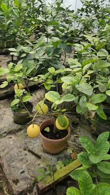 Наш товар смотреть онлайн