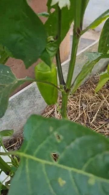 Перец Руслан от #АГРОХОЛДИНГПОИСК #перец #дачники #огородники #садоводы #теплица #огород #дача смотреть онлайн