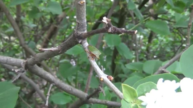 Dzisiejszy robal Odorek zieleniak (Palomena prasina) смотреть онлайн