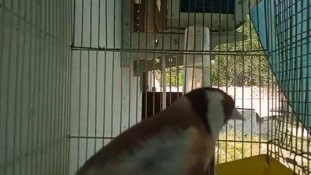 Пение щегла / goldfinch song / stieglitz / sakakuşu смотреть онлайн