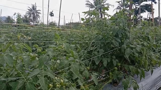 Cara Budidaya Tomat yang Baik dan Benar смотреть онлайн