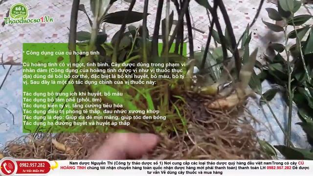 Củ hoàng tinh bổ máu, kéo dài tuổi thọ, điều trị huyết áp thấp смотреть онлайн