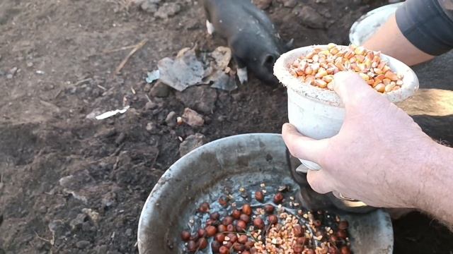 Наші в"єтнамські поросята ростуть смотреть онлайн