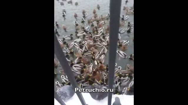 Утки - Голуби смотреть онлайн