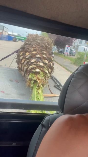 Re planting a 25 year old palm tree смотреть онлайн