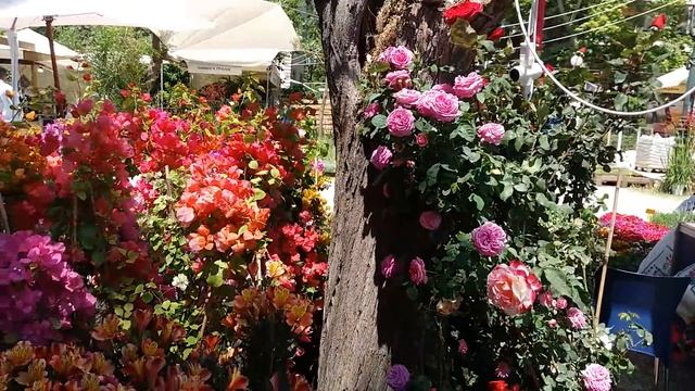 Я На Выставке Цветов🌹🌵🌺часть #2 смотреть онлайн