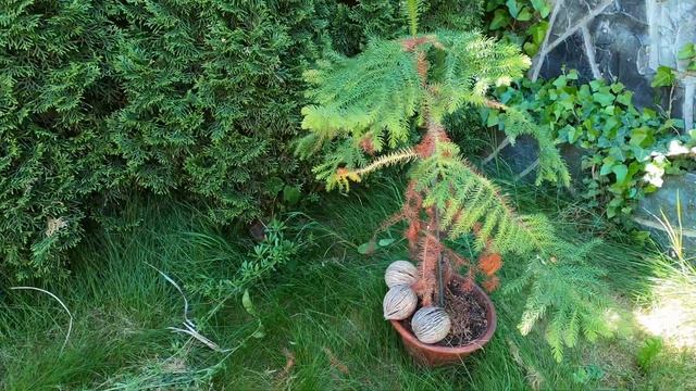Огляд хвойних рослин - Сад Артура - ландшафтний дизайн смотреть онлайн