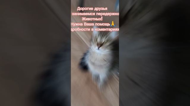 КОШКИ ЖДУТ НОВЫХ ХОЗЯЕВ -ПОМОЩЬ ЖИВОТНЫМ #красивый #милые #shortvideo смотреть онлайн
