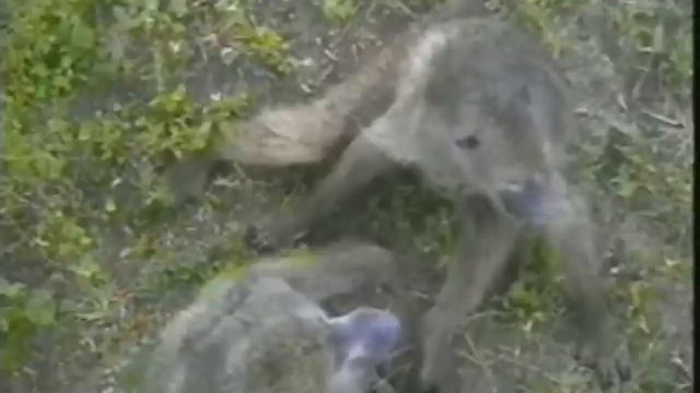 Babooning 012308 смотреть онлайн