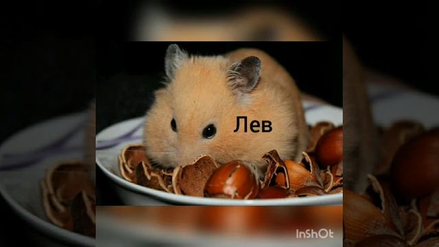 Какой ты хомяк по знаку задиака смотреть онлайн