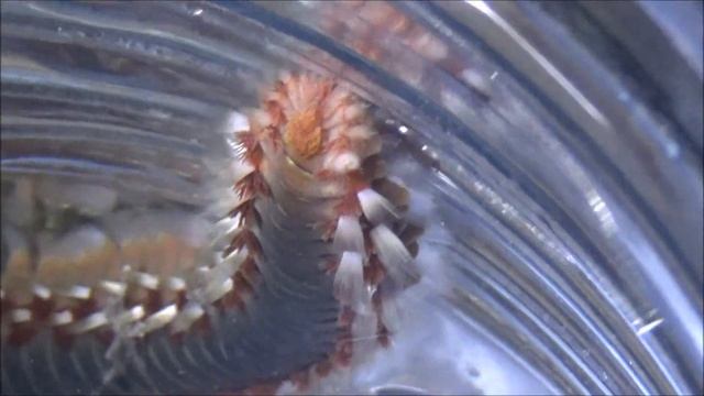 Aman Dikkat/Bu Çıyan Denizde Yaşıyor/Sakallı fireworm #BöcekReis (Hermodice carunculata) смотреть онлайн