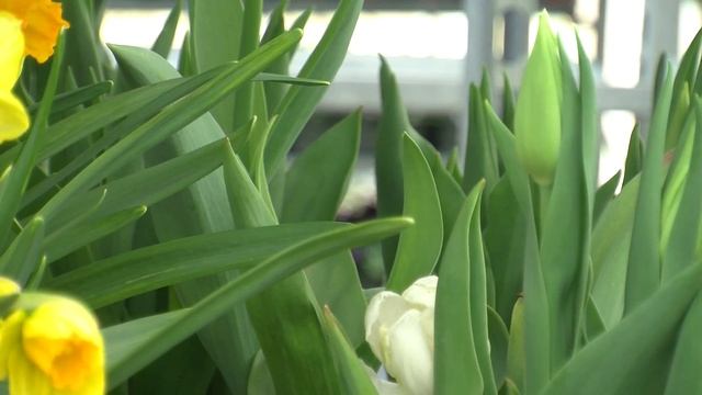Bulbs смотреть онлайн