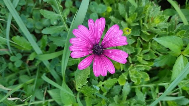 Африканские ромашки смотреть онлайн