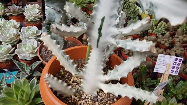 Euphorbia Trigona Hybrid - Japan смотреть онлайн