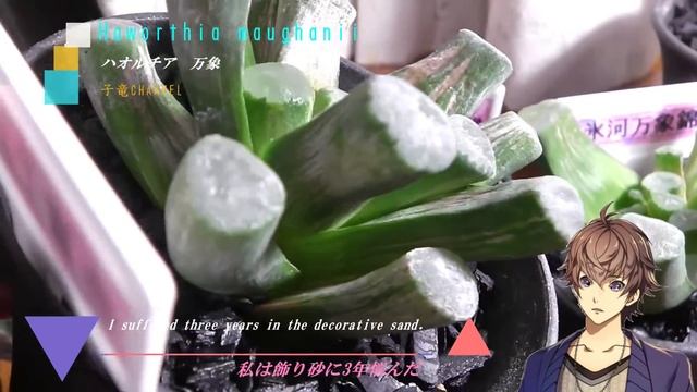 ハオルチア　Haworthia maughanii（翡翠万象） смотреть онлайн