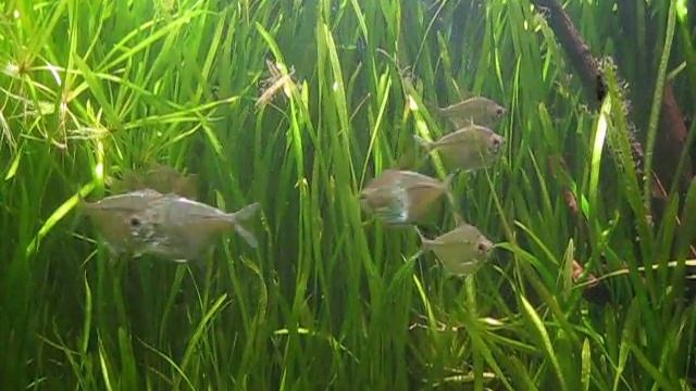 Discus Tetra.avi смотреть онлайн