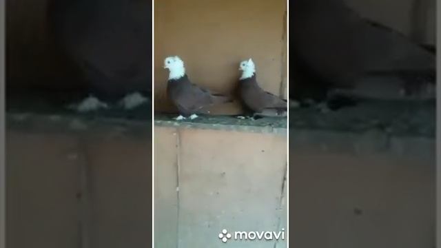 Благодарненские голуби в полете . тел . 89064914150 . Токарь В .А смотреть онлайн
