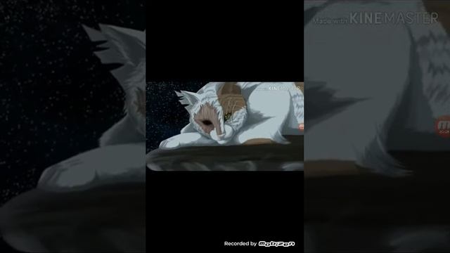 /клип Коты воители/ Молния смотреть онлайн