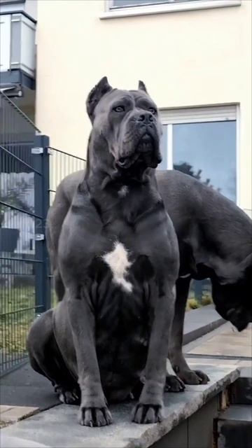CANE CORSO VS DOBERMAN смотреть онлайн