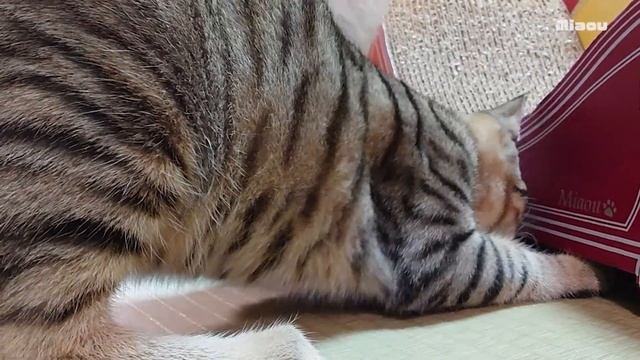 臭い！もう一回！カメムシの匂いを2度嗅いだら変顔になった猫 смотреть онлайн