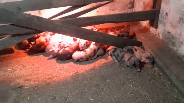 Каптим золотую курочку, и 21 поросят. смотреть онлайн