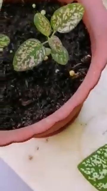 MaysGardenSeed Customer Review for Hypoestes смотреть онлайн
