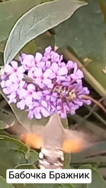 Бражник как калибри #ростов смотреть онлайн