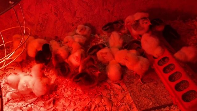 Re-order of Whiting True Blue Chickens Arrives! смотреть онлайн