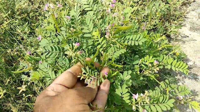 వెంపలి చెట్టు ఉపయోగాలు తెలుసా || vempali chettu uses in telugu || tephrosia purperia uses in telugu смотреть онлайн