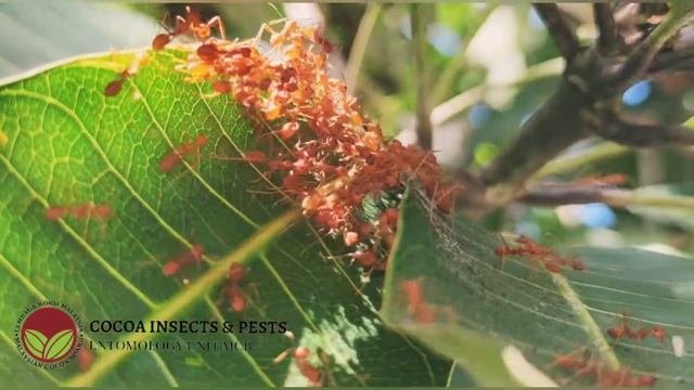 Weaver ants Oecophylla smaragdina смотреть онлайн