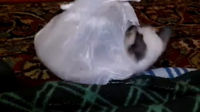 Прикольная кошечка смотреть онлайн