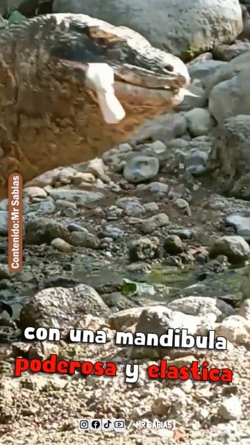 Dragon de Komodo Comiendo #shorts смотреть онлайн