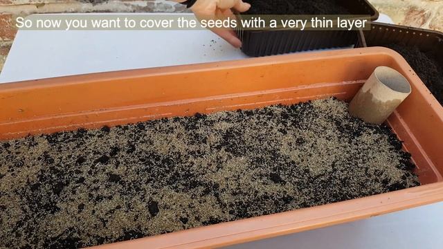 How to sow Timothy Grass to grow as pet food for tortoises rabbits guinea pigs gerbils hamsters mic смотреть онлайн