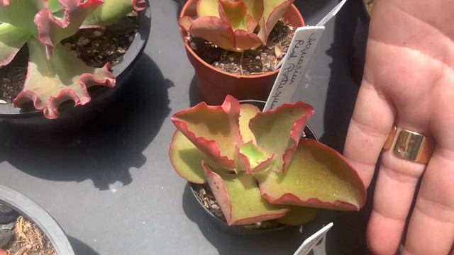 7 SUCULENTAS que cabem no seu bolso! Ideais para quem quer avançar de nível no cultivo смотреть онлайн