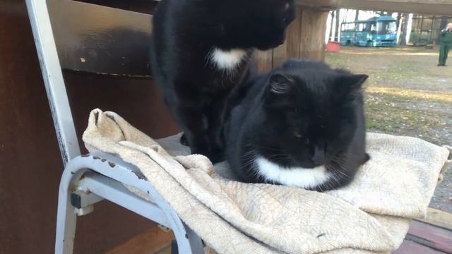 Чёрные кошки смотреть онлайн