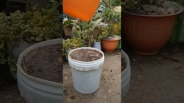 growing cutting of Dracaena plant🌱#shorts #plantlover #vairalshort смотреть онлайн