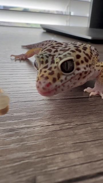 This funny gecko is hopeless! смотреть онлайн