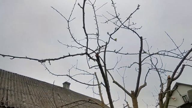 Грушка, та яблунька, весняна обрізка дерева. смотреть онлайн