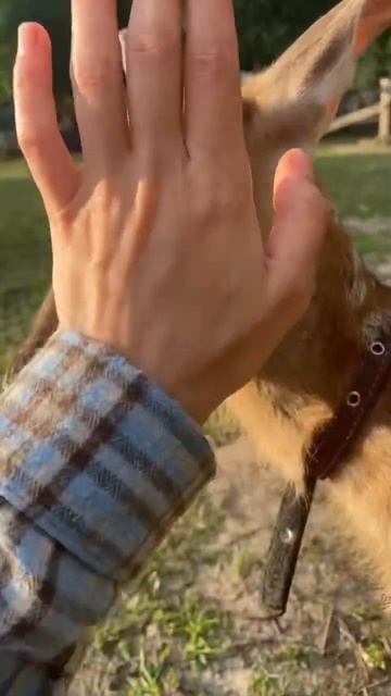 Оленёнок Мира знакомство с кошечками #животные #зоостудияковчег #дикиеживотные #ферма #олененок смотреть онлайн