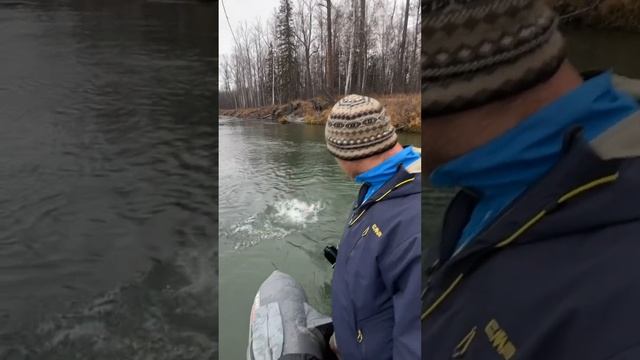 Кижуч река Камчатка. #fishing #salmon #горбуша #кижуч #голец #рыбалка #кунджа #камчатка #сима смотреть онлайн