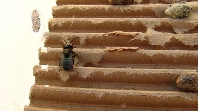 Male Mason Bee Emerging смотреть онлайн