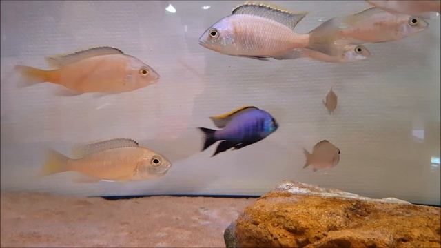 Placidochromis sp. "blue otter" - WILD @ Dansk Malawi Import смотреть онлайн