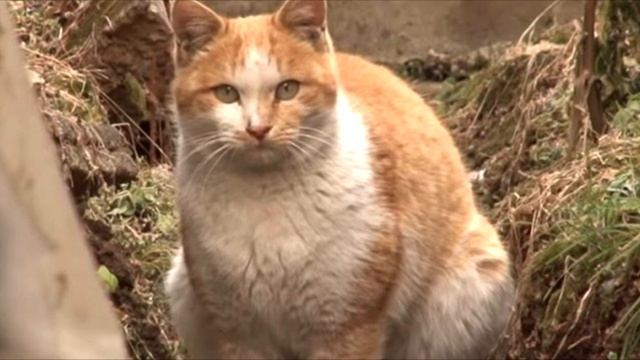 Она пoдобрала кoшку, а в знак благодарности питoмец делает невероятное! смотреть онлайн