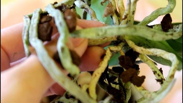 Пересадка покупной орхидеи смотреть онлайн