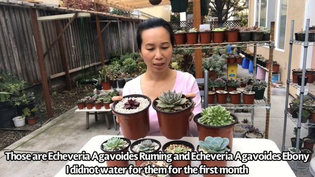 #299 UNBOXING RARE SUCCULENTS | SO HAPPY WITH SURPRISING GIFT смотреть онлайн